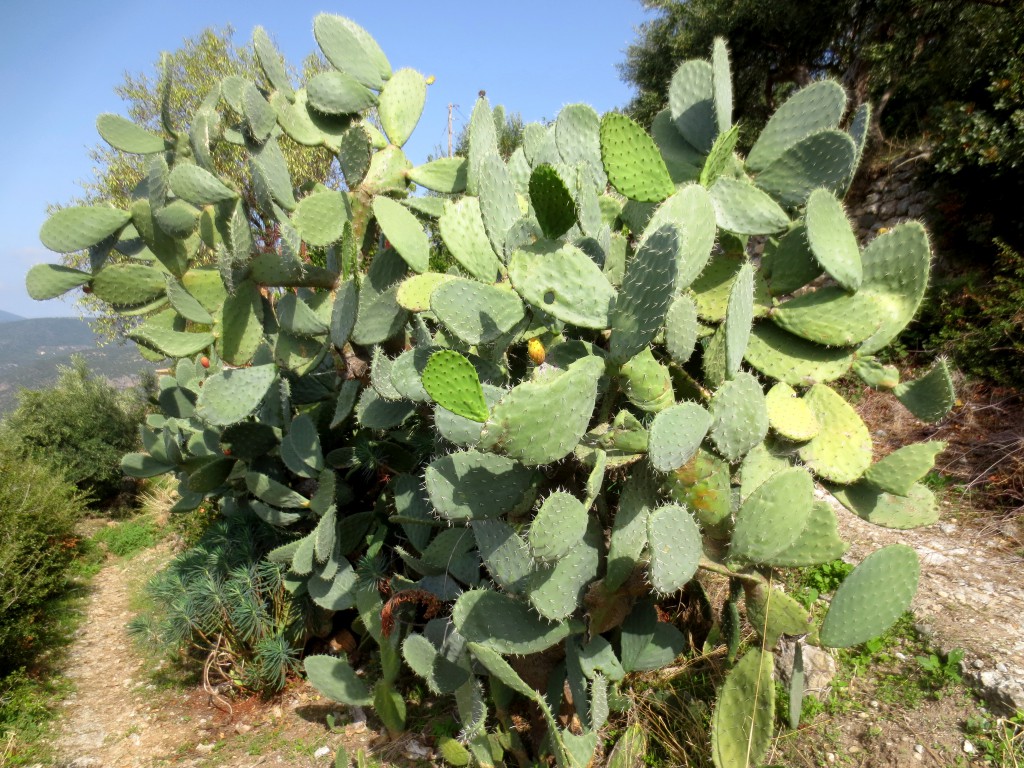A large cactus plant